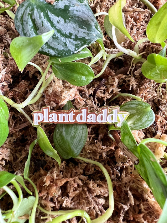 plant daddy enamel pin